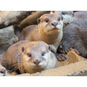 Wildlife Park Langkawi